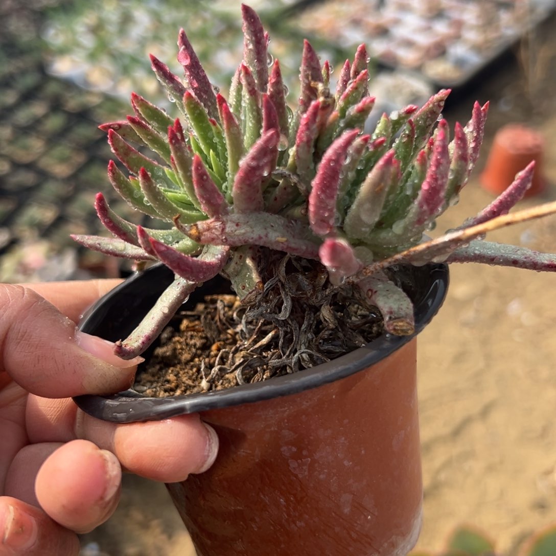 多肉植物多肉植物