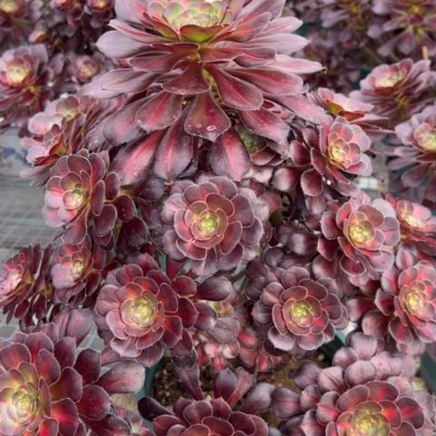 380晚霞35厘米左右