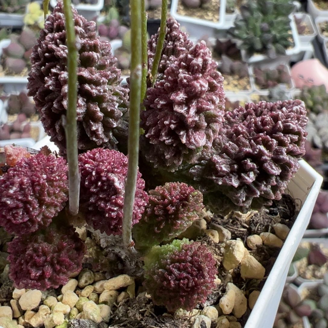 朱紫玉多头纯木质桩多肉植物