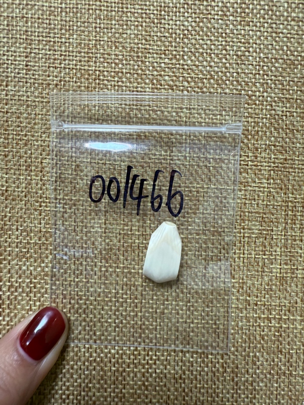 001466亚齐猛犸鲨鱼背三通配饰