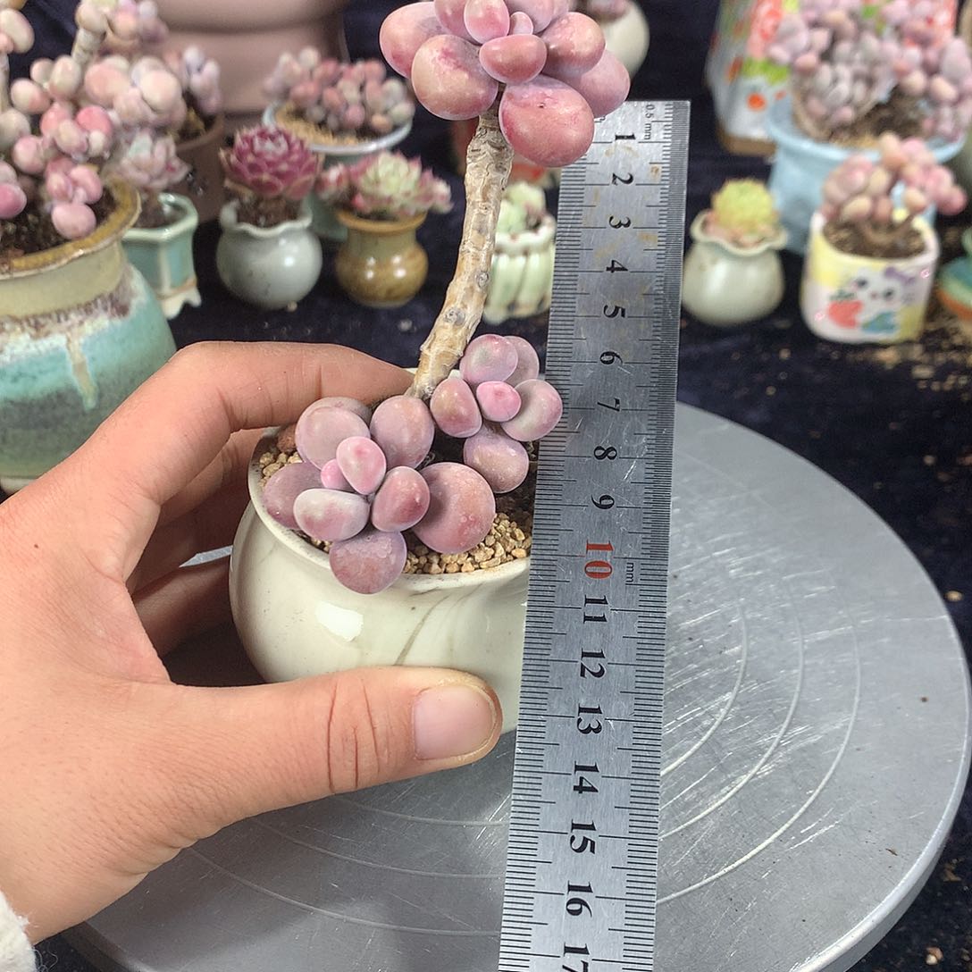 9号带盆偏远地区不包邮的