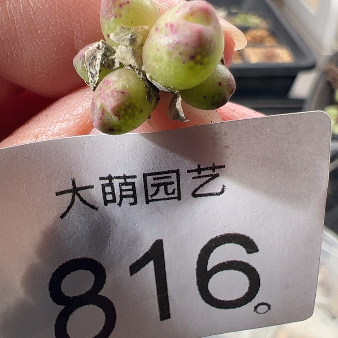 一物一拍。       816