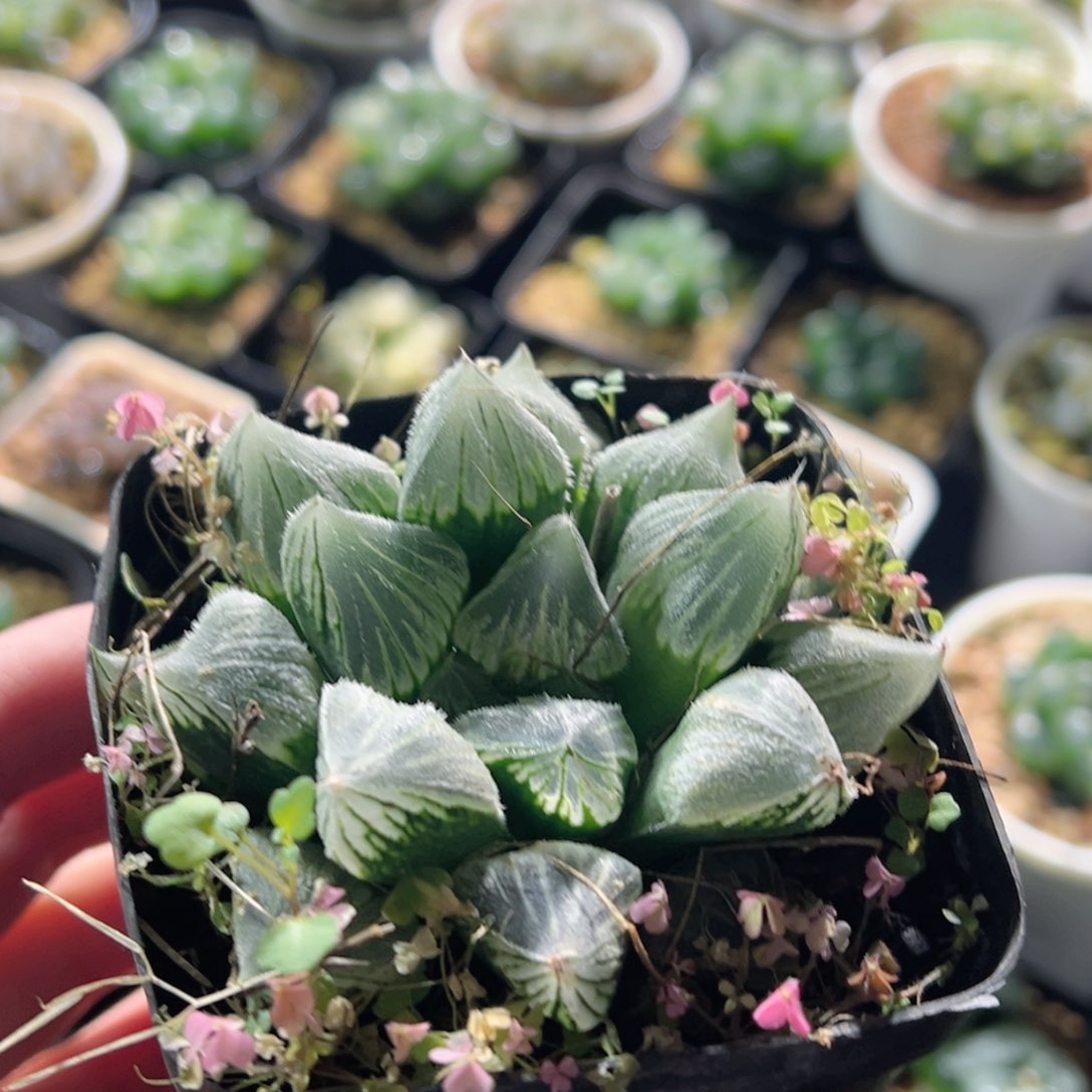 棉花糖玉露多肉植物