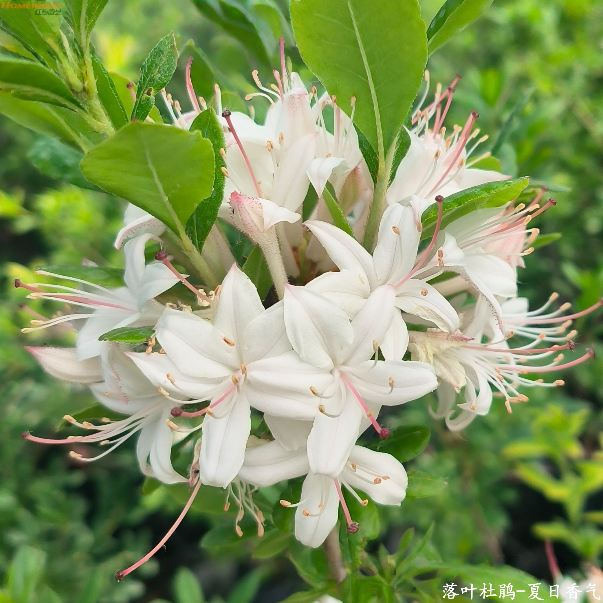 红梅园艺【直播间专享】落叶杜鹃-夏日香气小苗 双12特惠 劲爆特惠