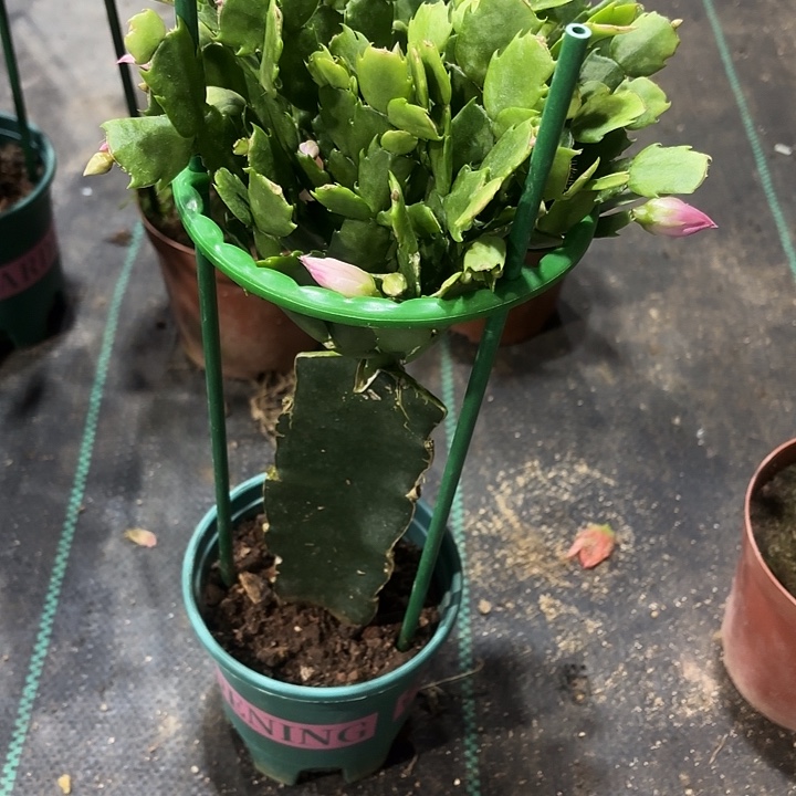 王****当前无花栽培后可以开花