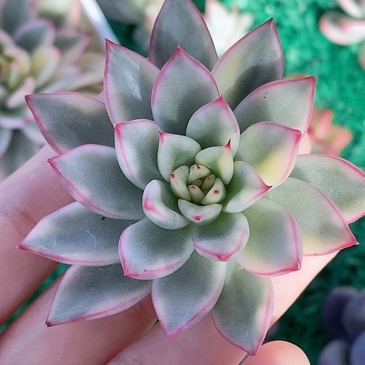 艾伯尼女神锦一物一拍，