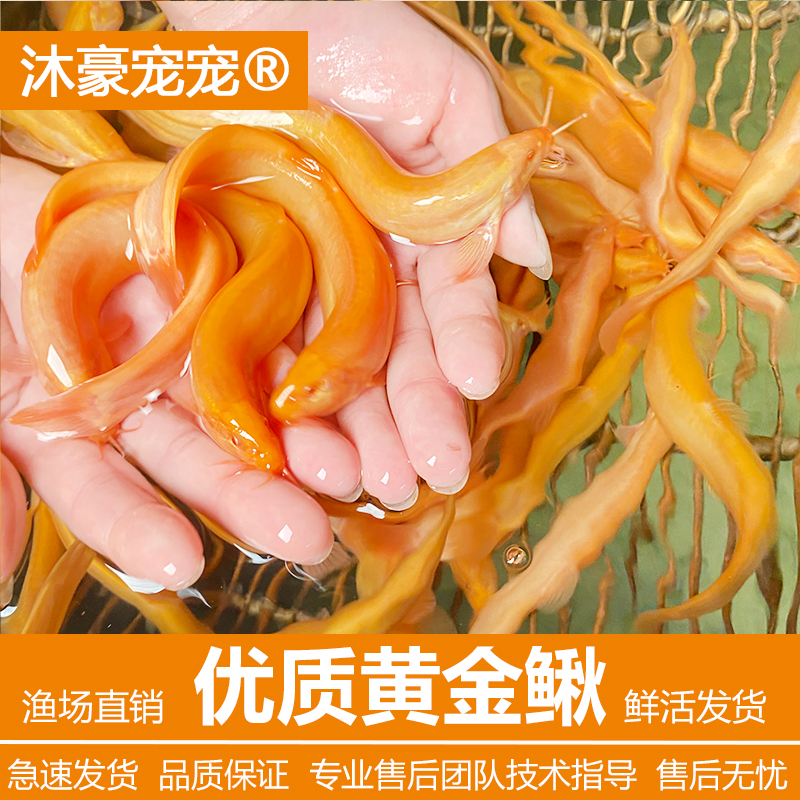 沐豪宠宠【运营推荐】黄金泥鳅冷水观赏鱼水中蛟龙吃垃圾好养耐活鱼
