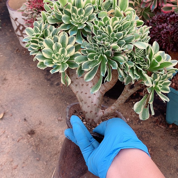 迈巴赫朵朵脱土发货