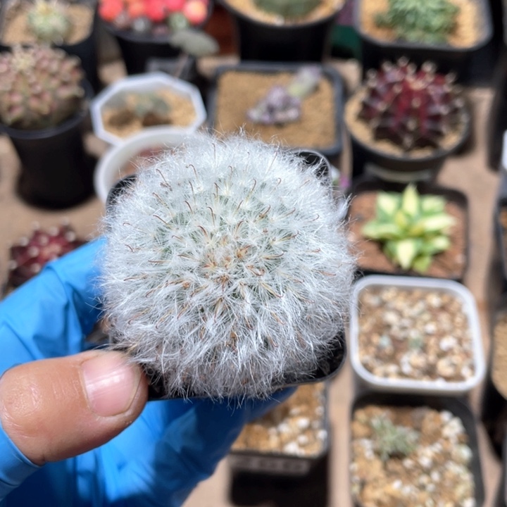 120实生白云高沙