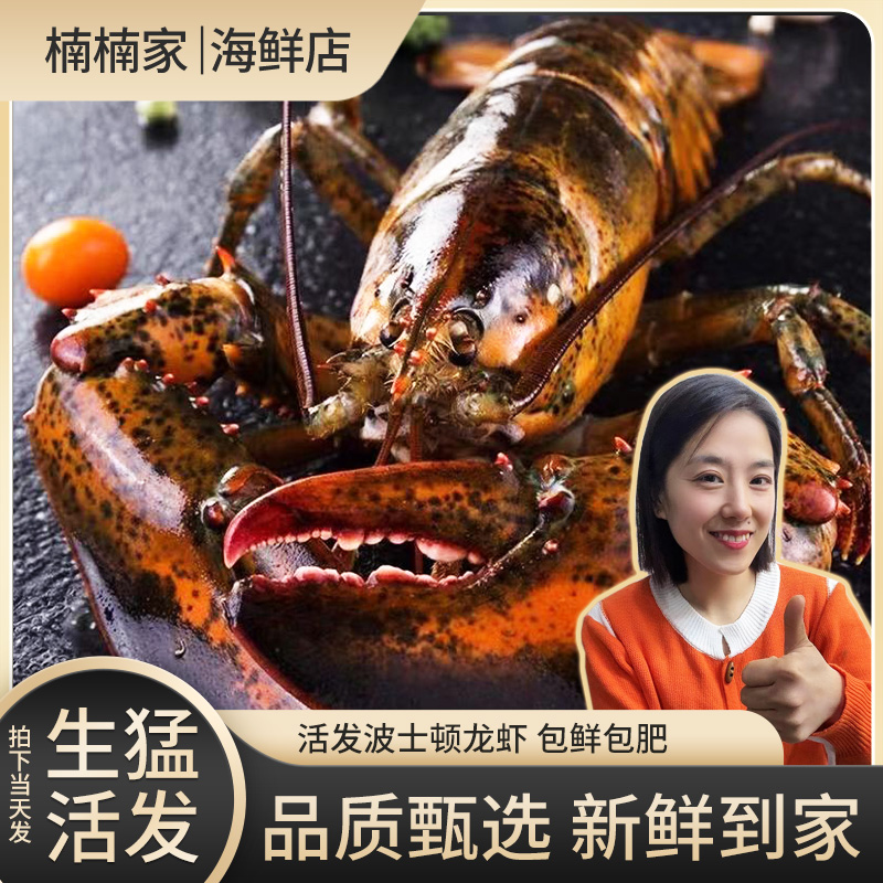 【大波龙规格】现场称重大号波士顿龙虾 保鲜不保活Q