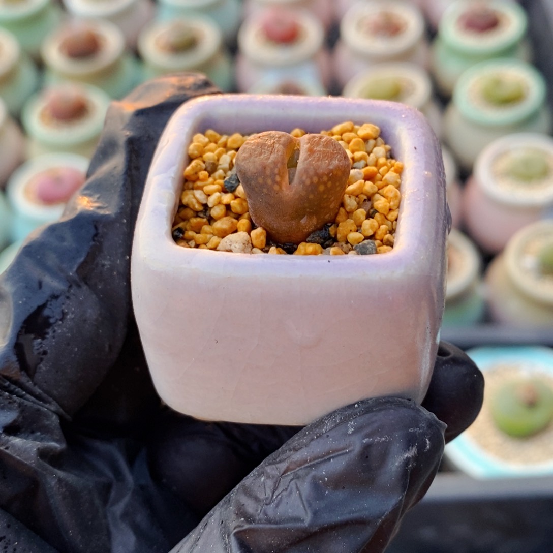 3990--一物一拍 带盆