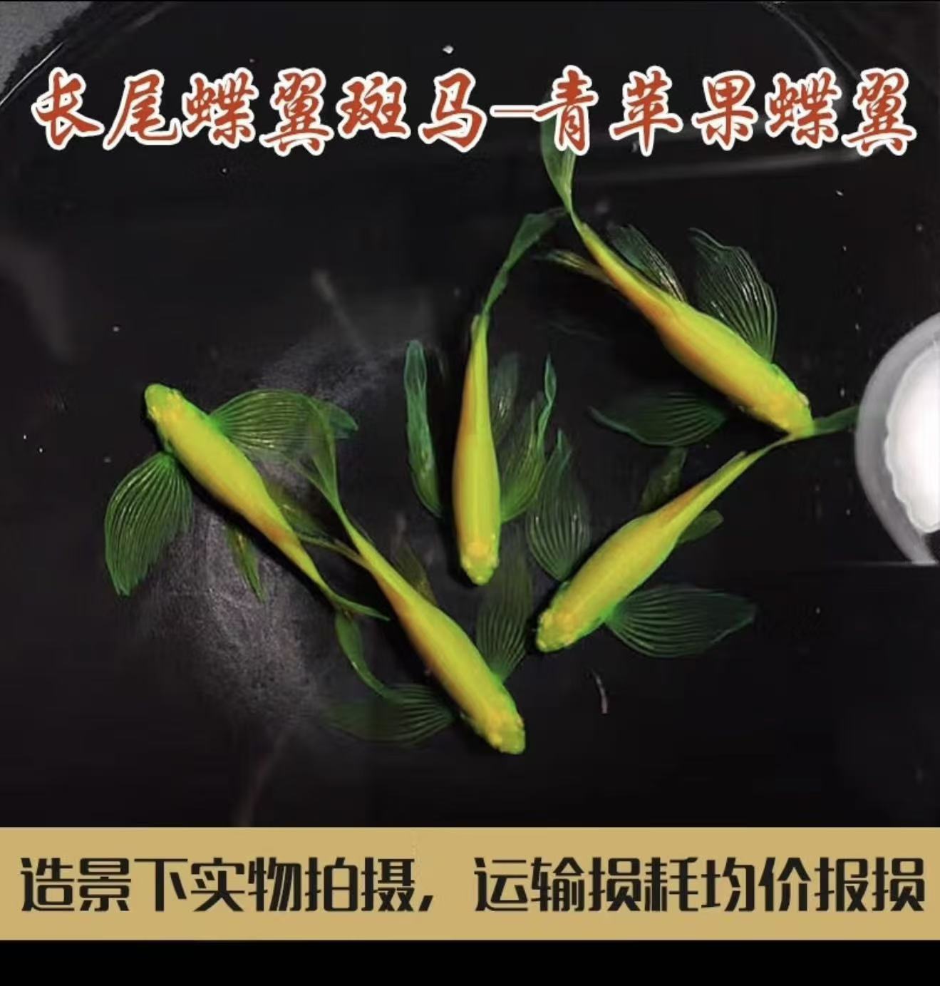 碟翼斑马-青苹果荧光绿长鳍长尾包邮好样飘逸