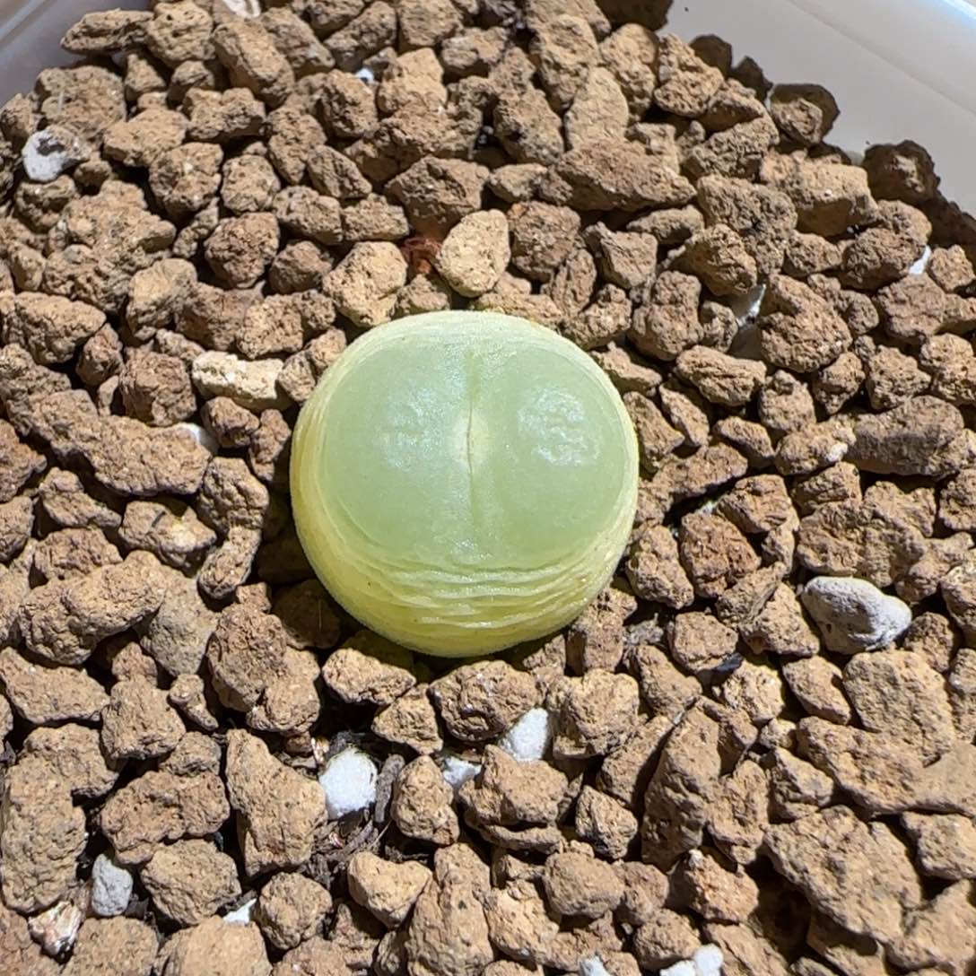 肉锥多肉植物组合-sh1200拉登854