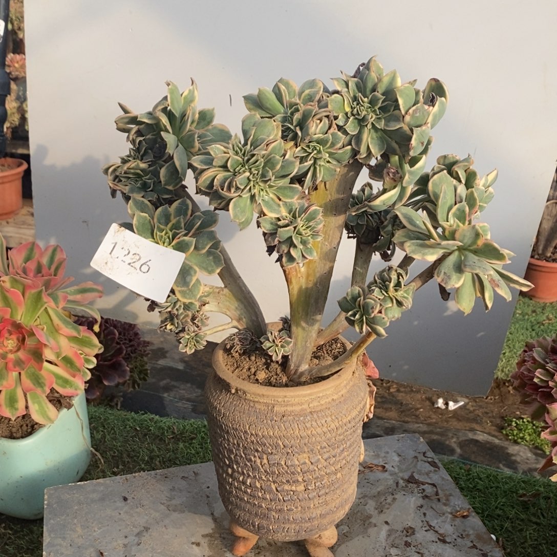 不开花植物1226号灿烂缀化1颗
