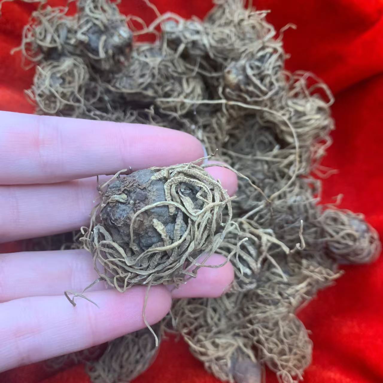 1【延-L-珠】净含量：100g-200g【小英现收】菌