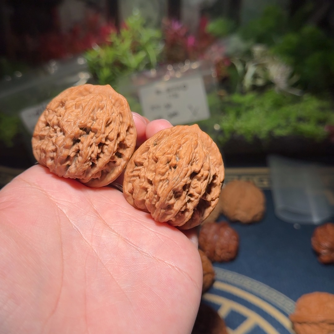 1351号41麦穗虎头文玩核桃