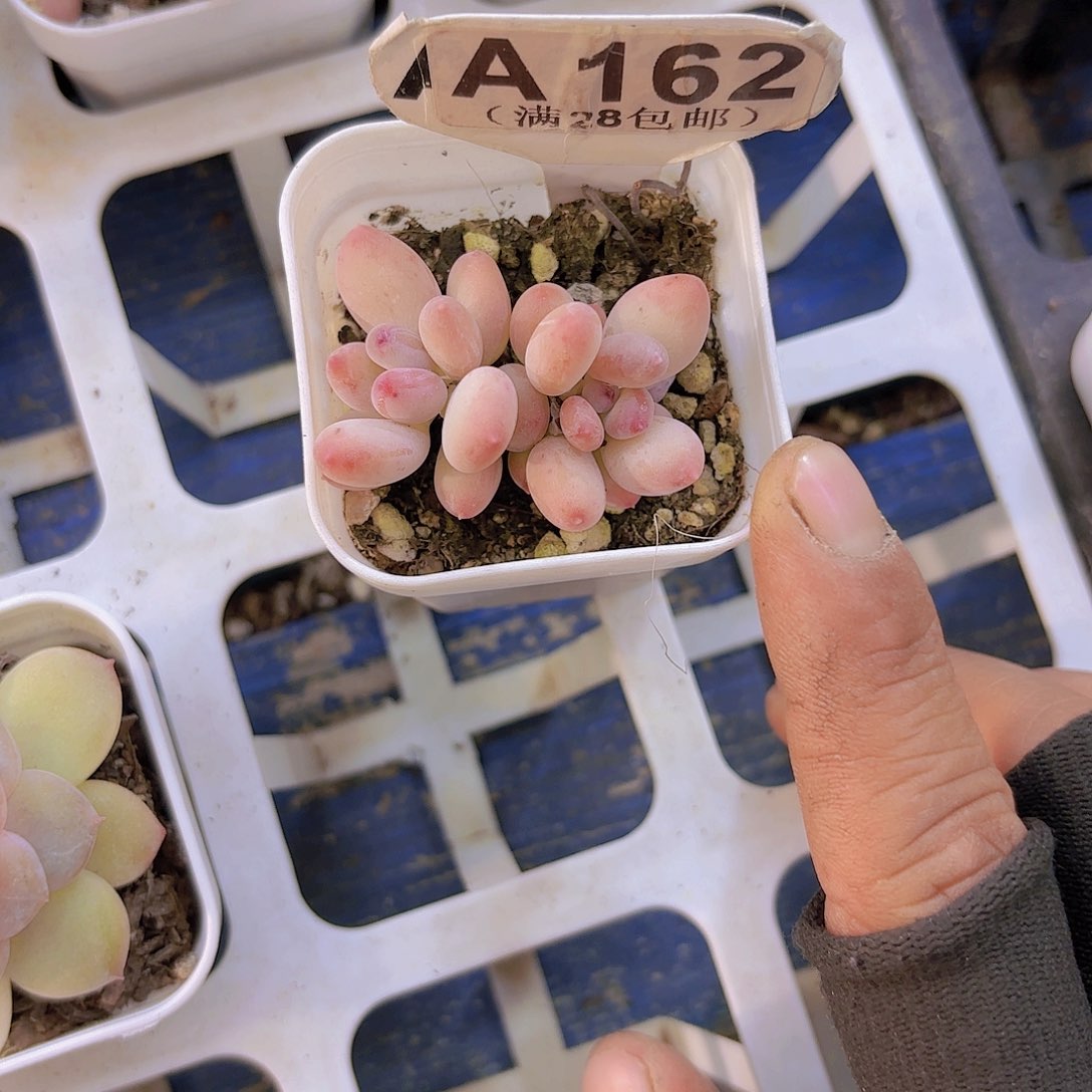 A162苹果奶一物一拍