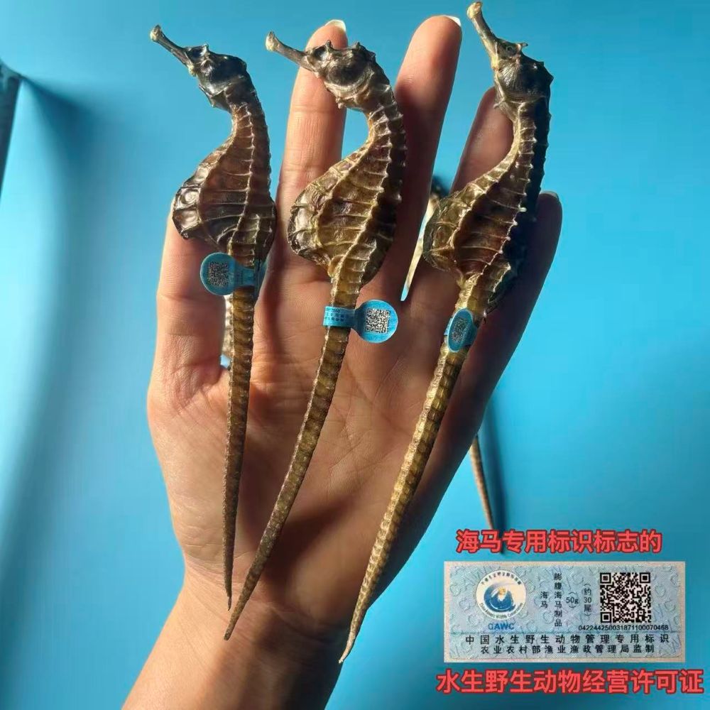 3～4克/条海马公母配对  泡酒 炖汤 海产干货