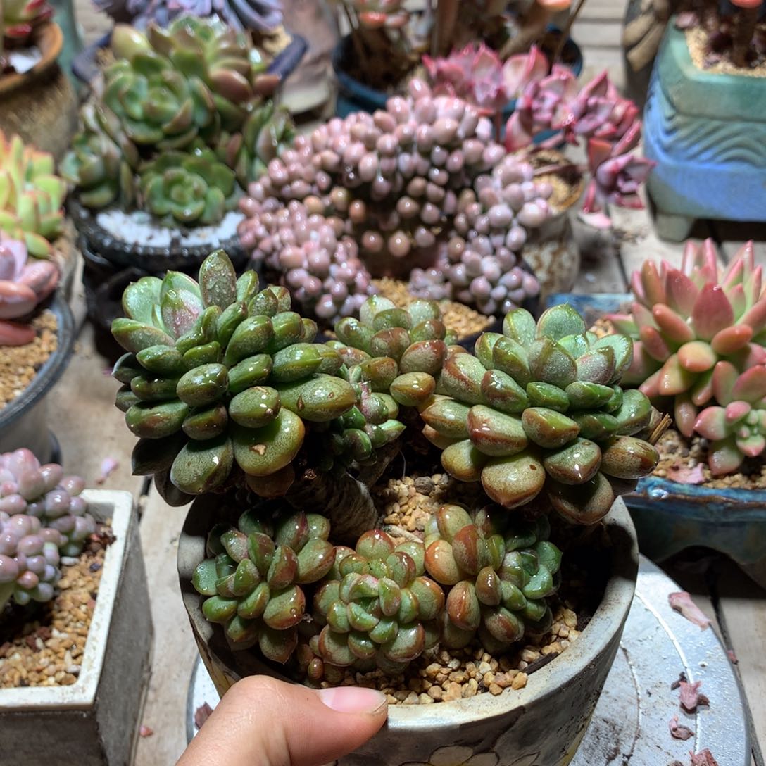 葡萄多肉植物rujinpin