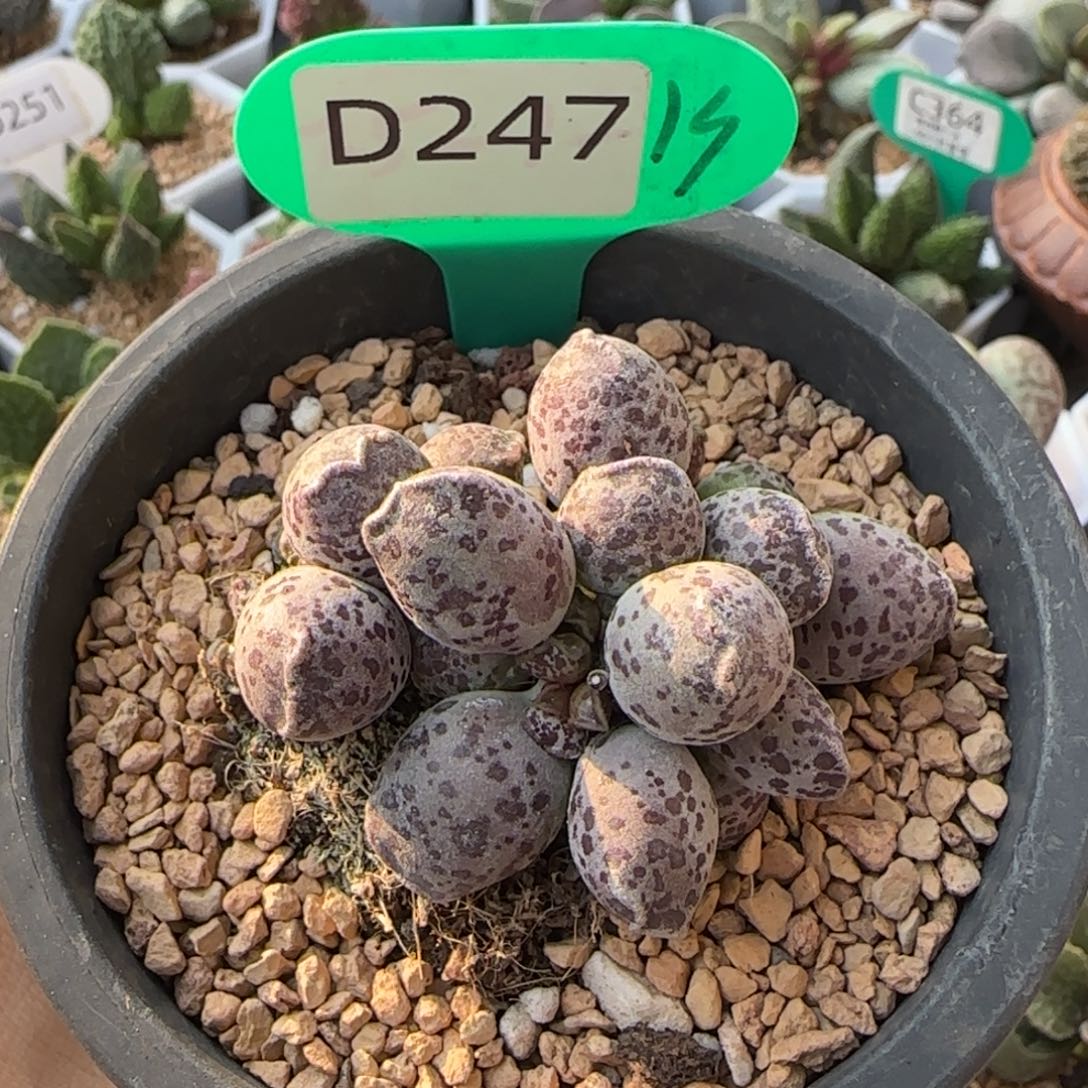 达摩海豹盆口9厘米。   247 