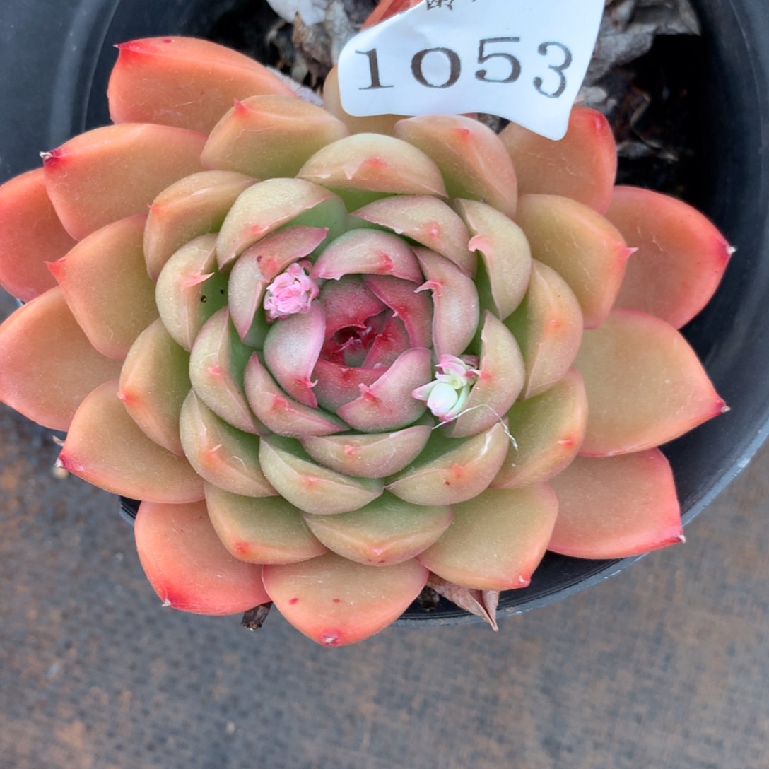 1053杂交精品基地8厘米