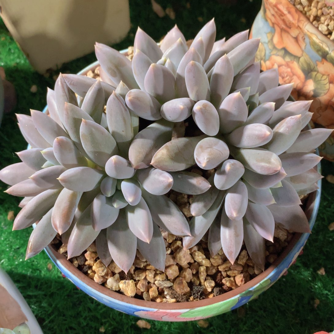 彩体哥特萝莉16 公分一物一拍