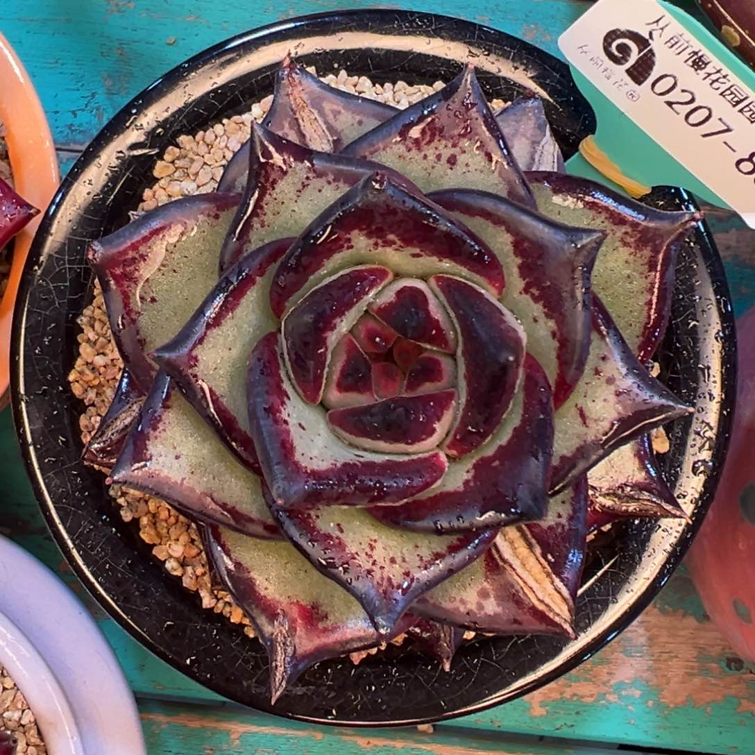 多肉一物一拍编号0207-88