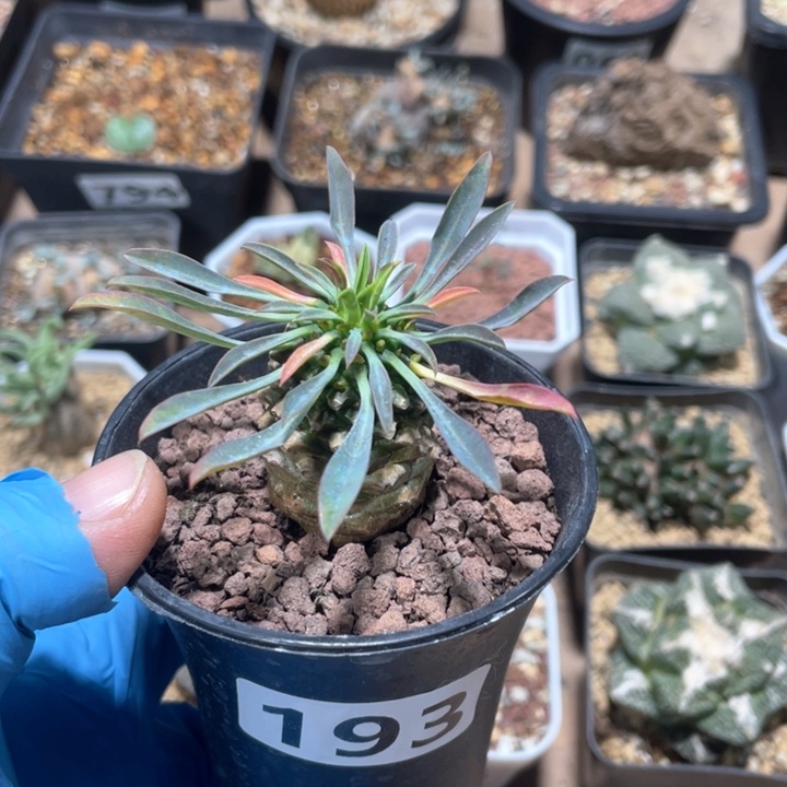 193铁甲麒麟大戟