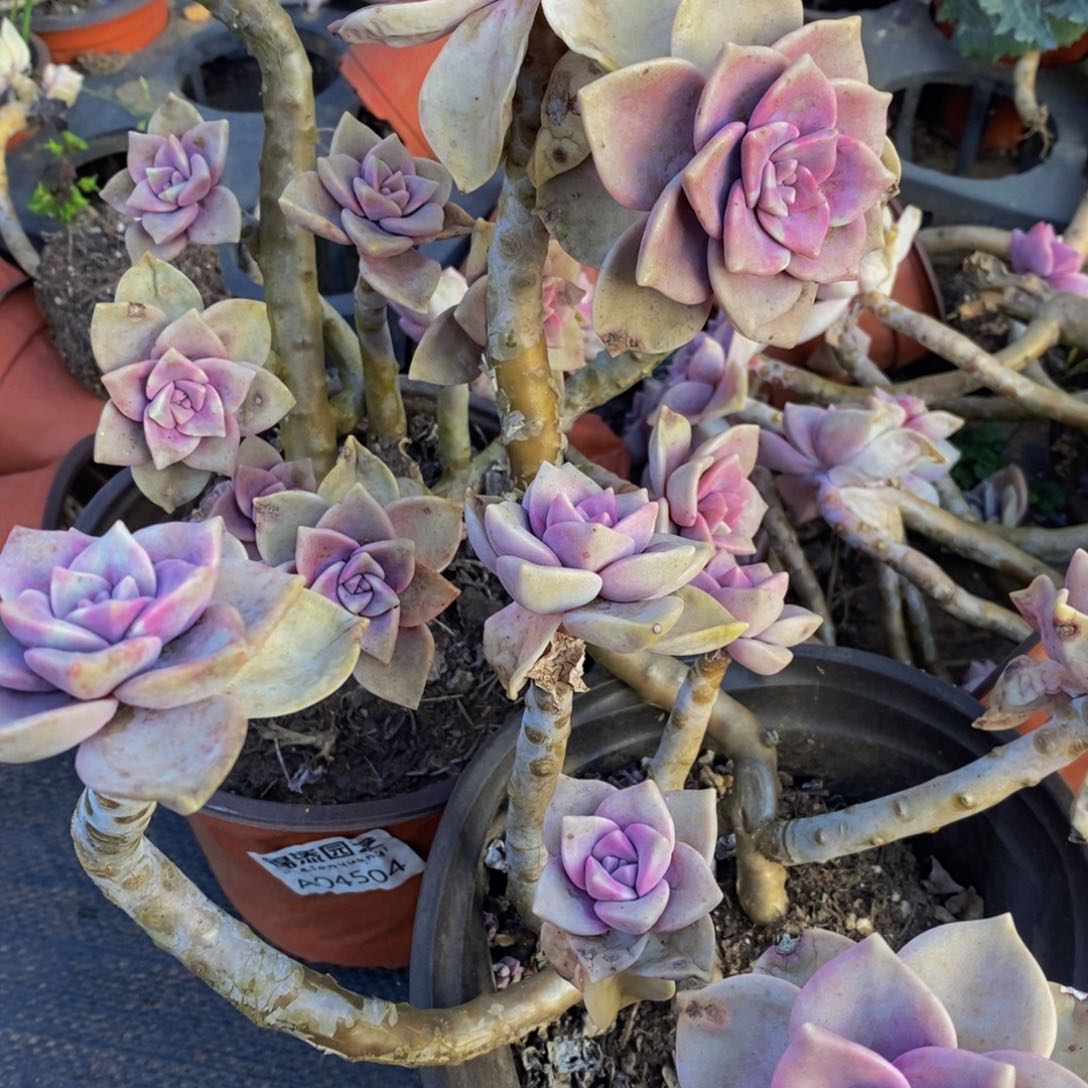 紫乐三盆多肉植物