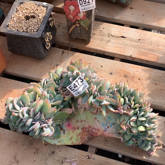 血凤缀化473 退款拉黑需延迟发货