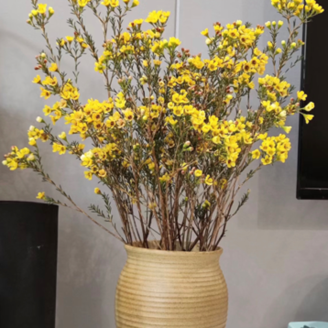 腊梅黄色花期长一个月左右鲜花