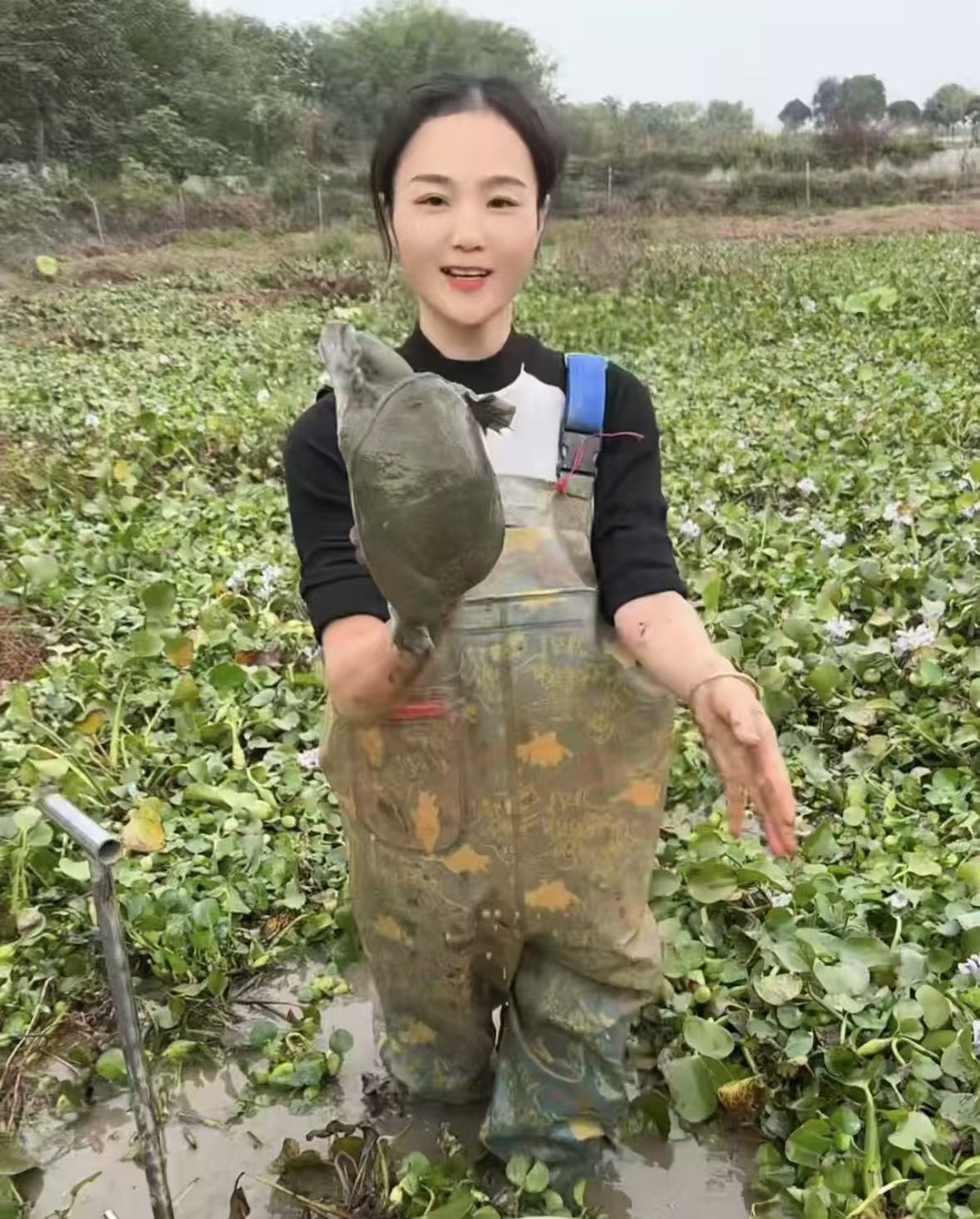 包邮包活生态散养老甲鱼