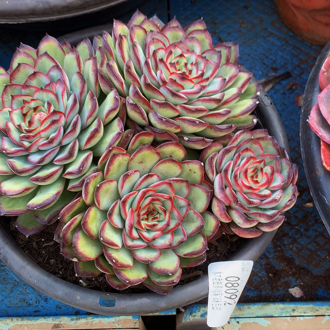 公***财肉酱玫瑰080092多肉多肉吗