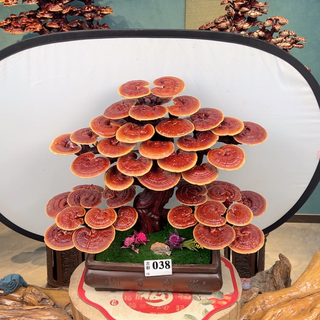 无花朵888888899888