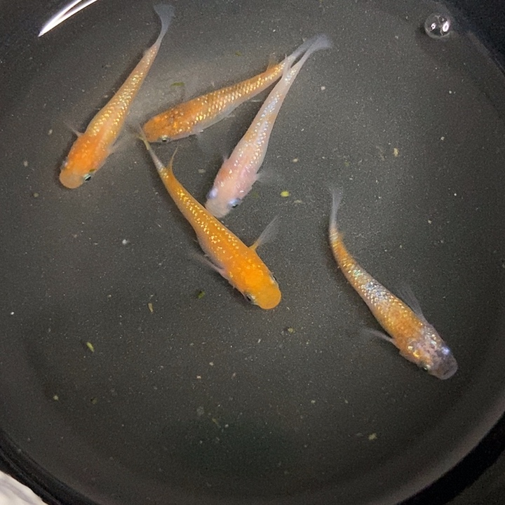 青鳉鱼墨子的鱼23号星光