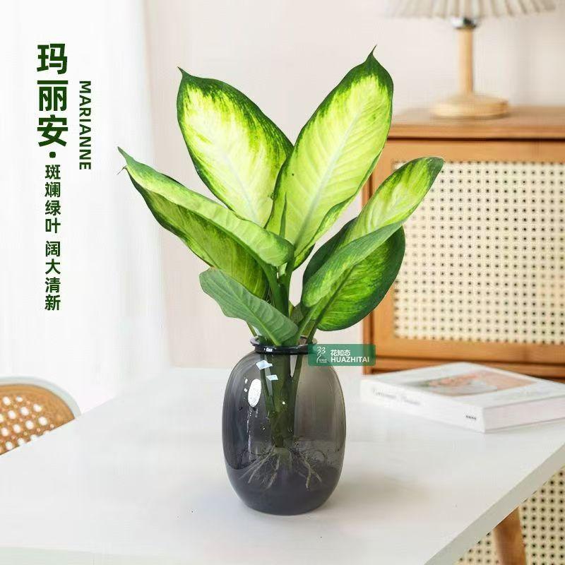 玛丽安粉黛万年青水培盆栽室内桌面净化空气耐阴好养活