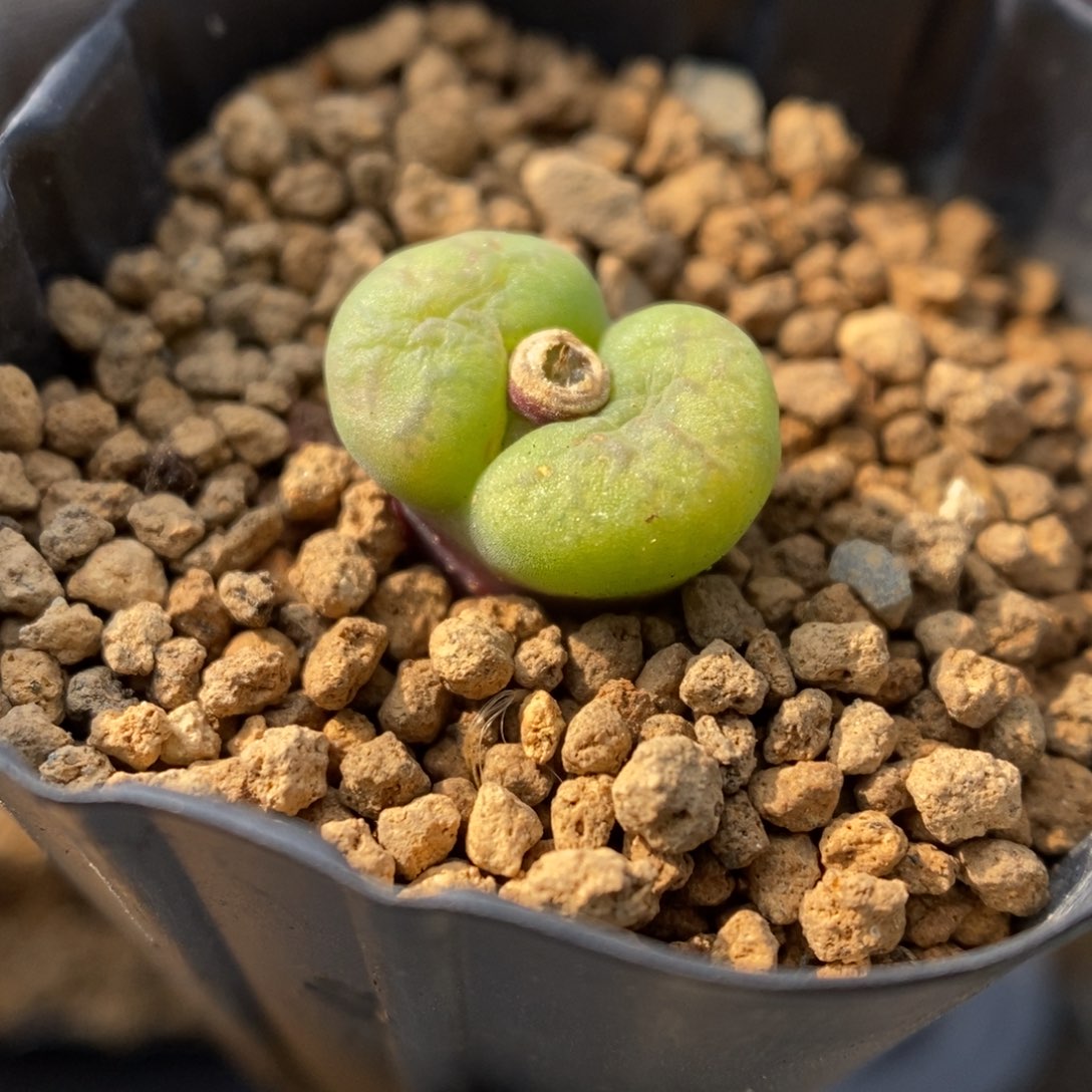 多肉植物肉锥杂交K-807 风铃杂