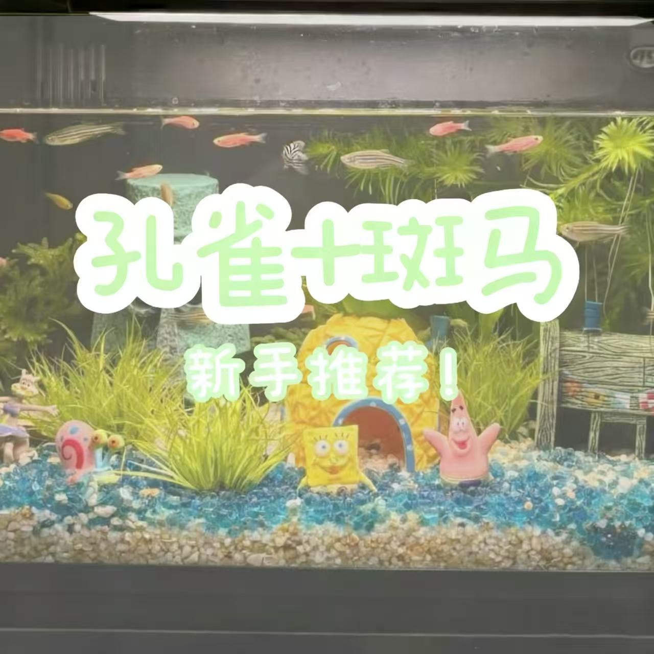 【斑马孔雀组合】糖果斑马鱼小孔雀杂袍不打氧不过滤小金鱼活体