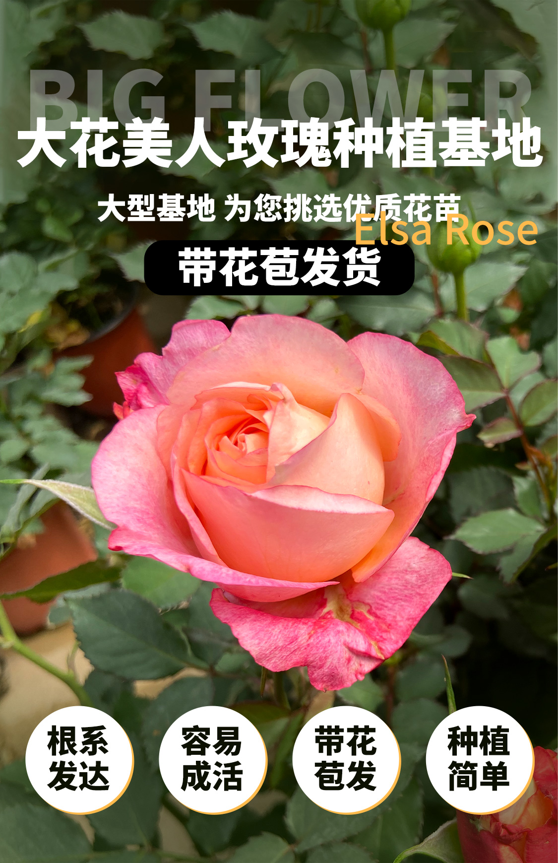 梦幻大花美人玫瑰绿色室内室外植物盆栽地栽桌面阳台庭院种植果汁