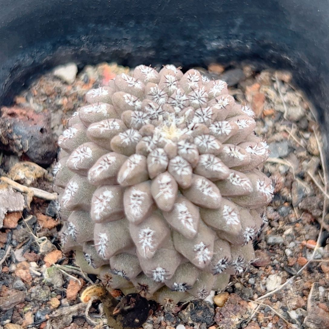 实生 豹头玉仙人球