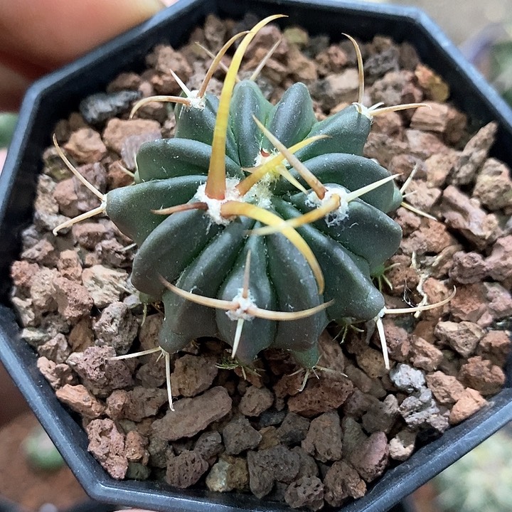 孤品实生优选粗刺龙剑丸福利3.6cm仙人球