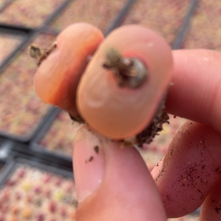 2367冰魄双头一颗