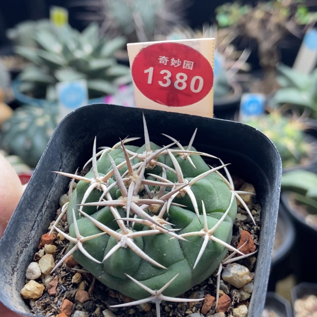 实生碧岩玉一颗3888