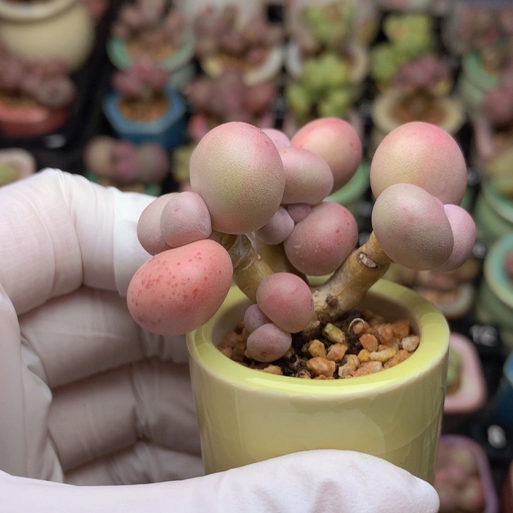 嗯***啊一物一拍 库福奶酪