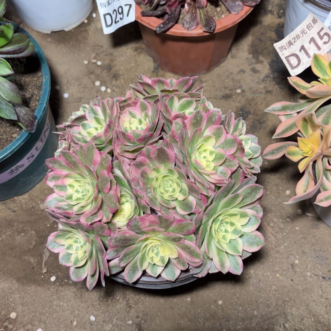 075多肉植物倾城变异