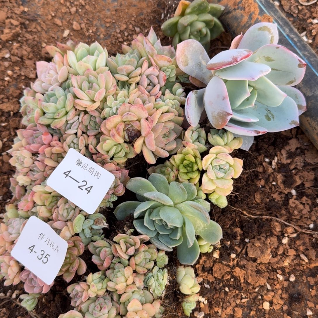 糖心切糕一块加冰玉东云一颗雪莲白凤一颗量拍