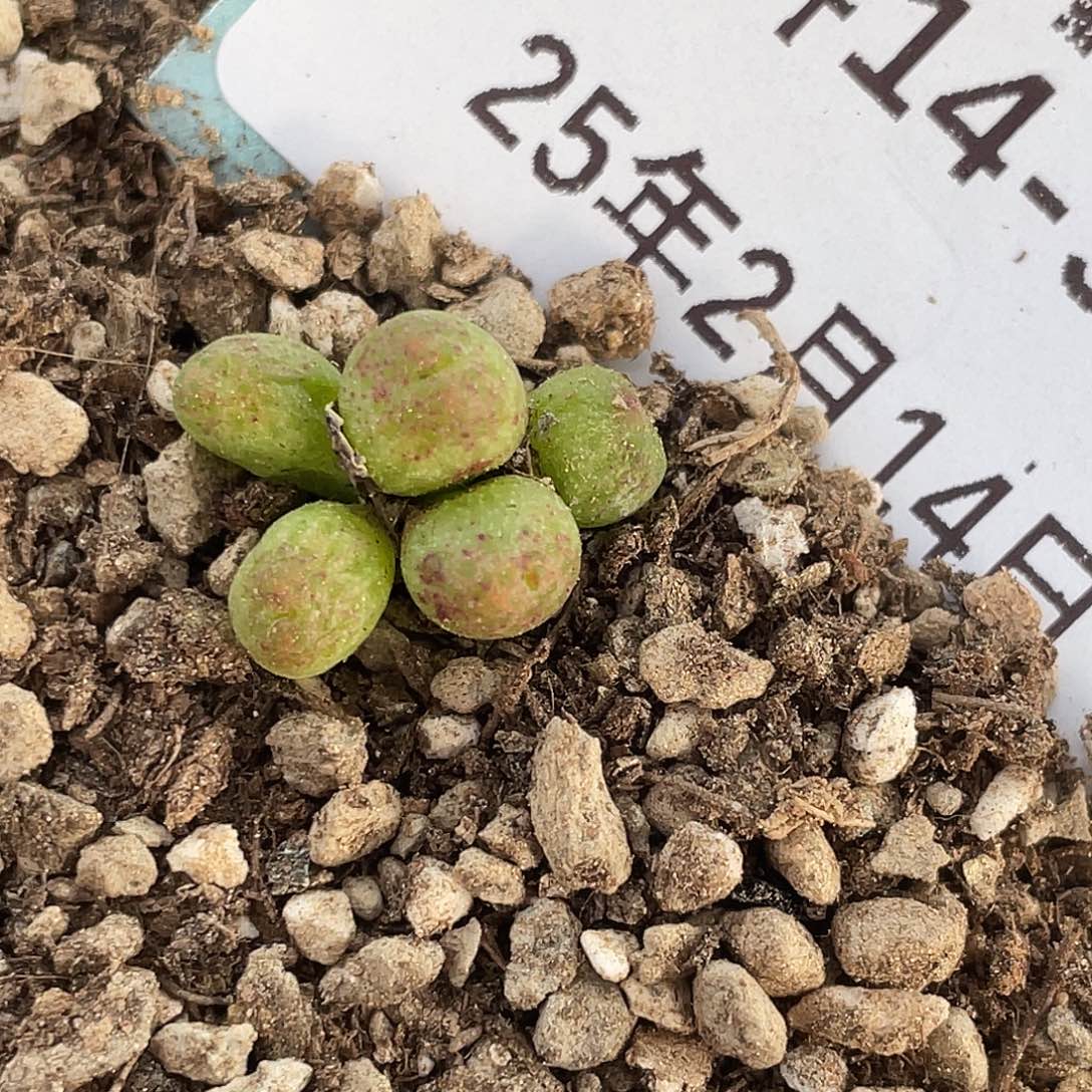 14-94斑马多肉植物