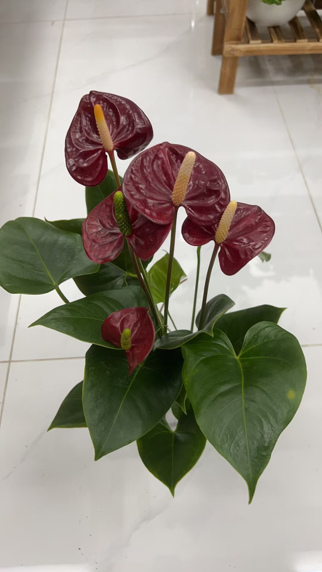 (红掌带南瓜盆）桌面小型绿植  年宵花  四季好养