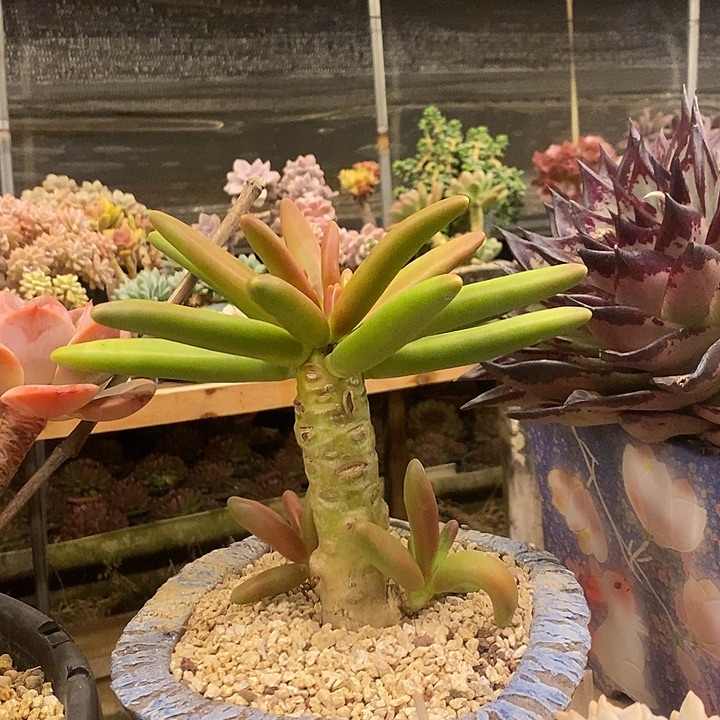 多肉植物肉肉植物