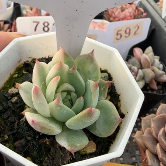 817吉娃娃锦一物一拍多肉